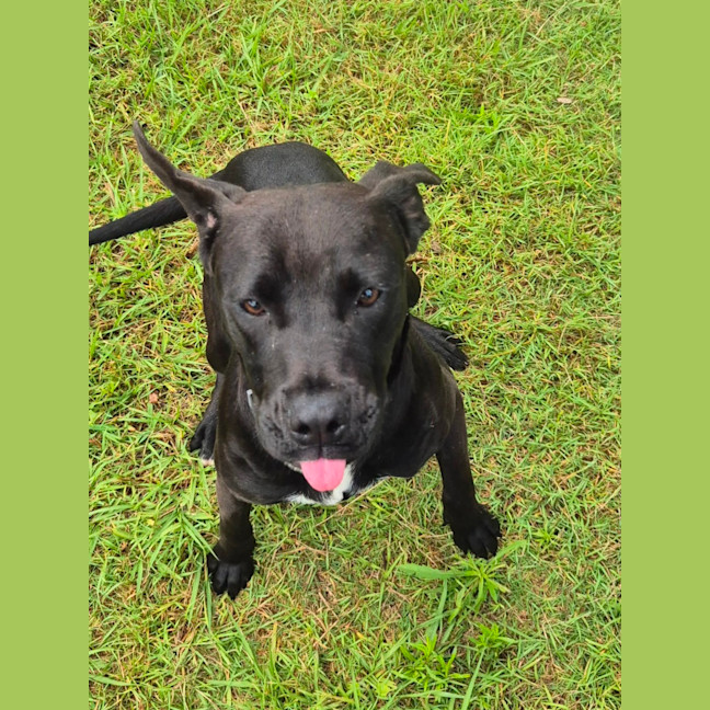 Photo of Bella (9225)