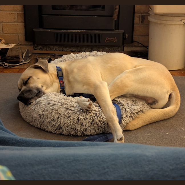 Photo of Simba
