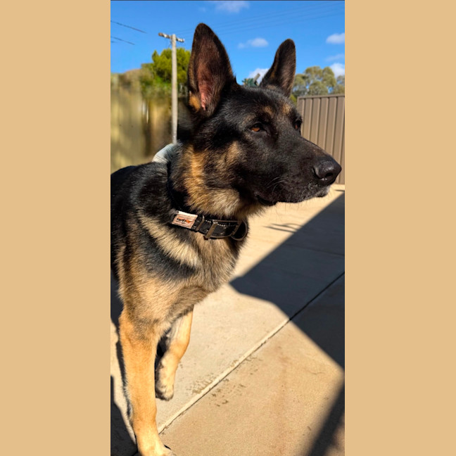 Photo of Tyson