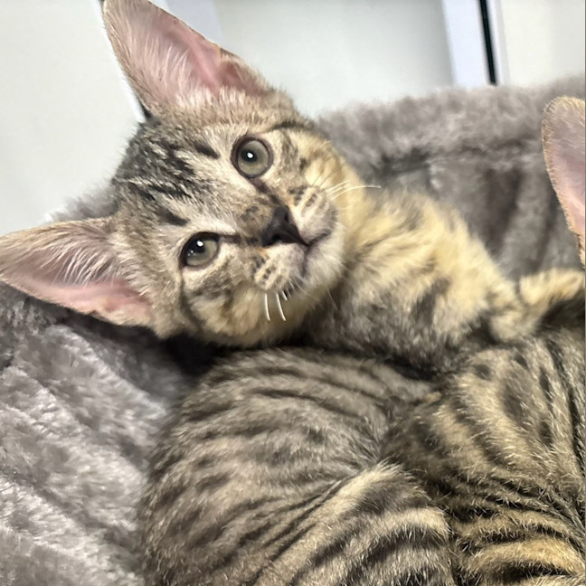 Photo of Waffles