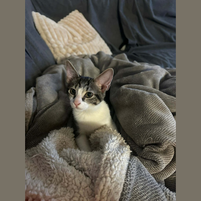 Photo of Kova