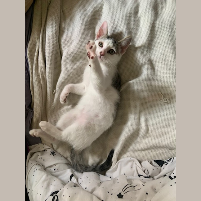 Photo of Lyndy *Meet Me @ Petstock Engadine*