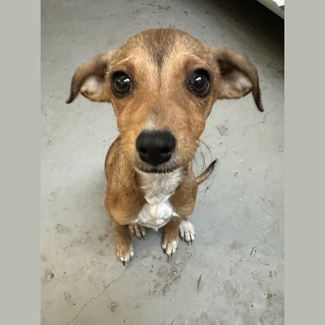 Photo of Dobby