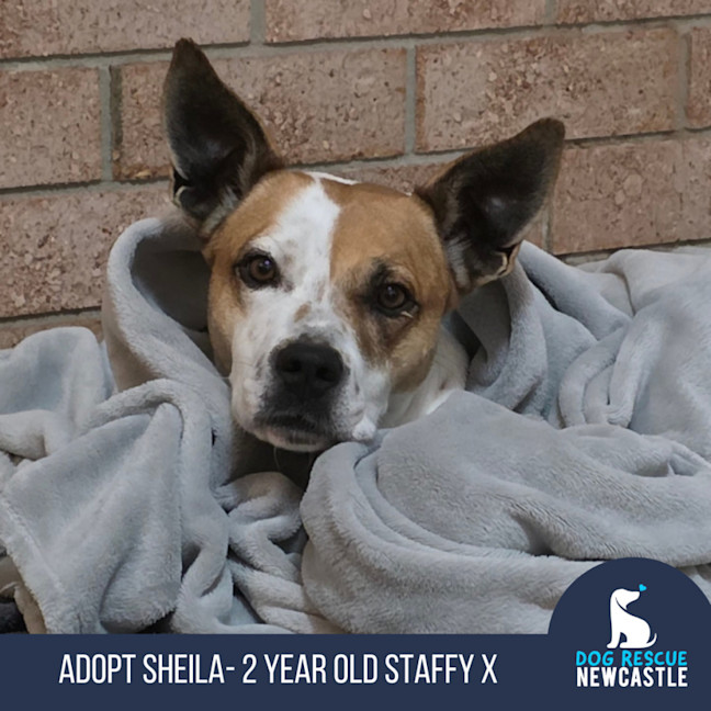 Photo of Sheila   2 Year Old Staffy X