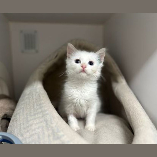 Photo of Marshmallow 