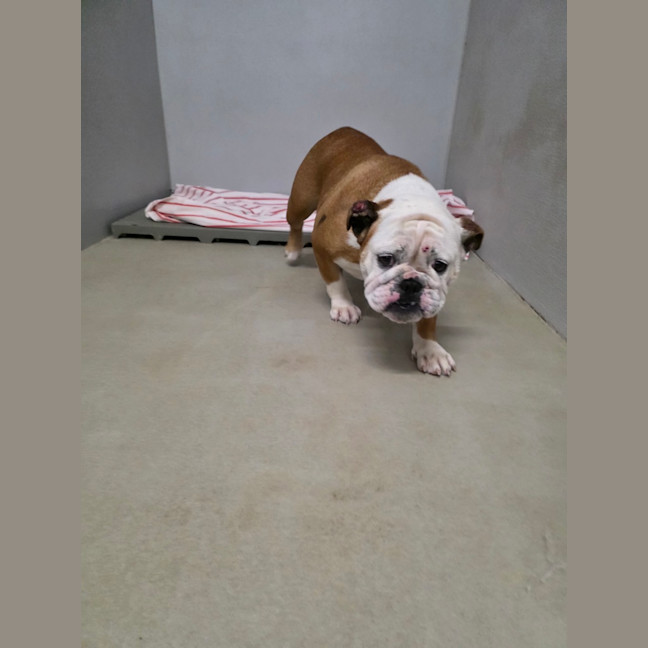 Photo of Dixie