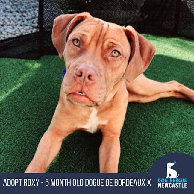 Photo of Roxy   5 Month Old Dogue De Bordeaux X