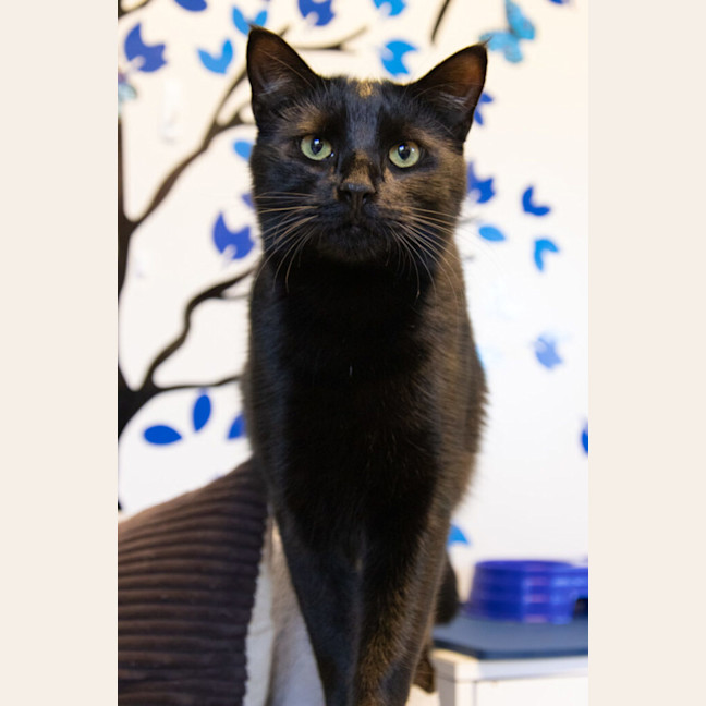 Photo of Miles Davis