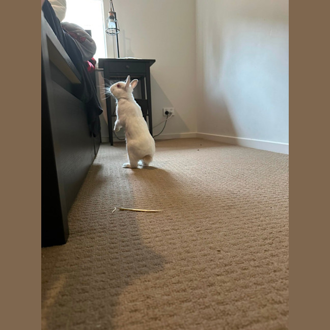 Photo of Calypso & Anna Bella 