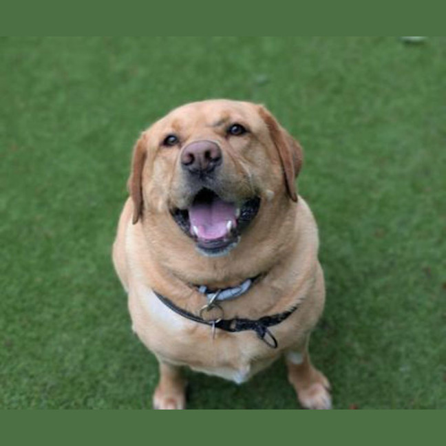 Photo of Goldie