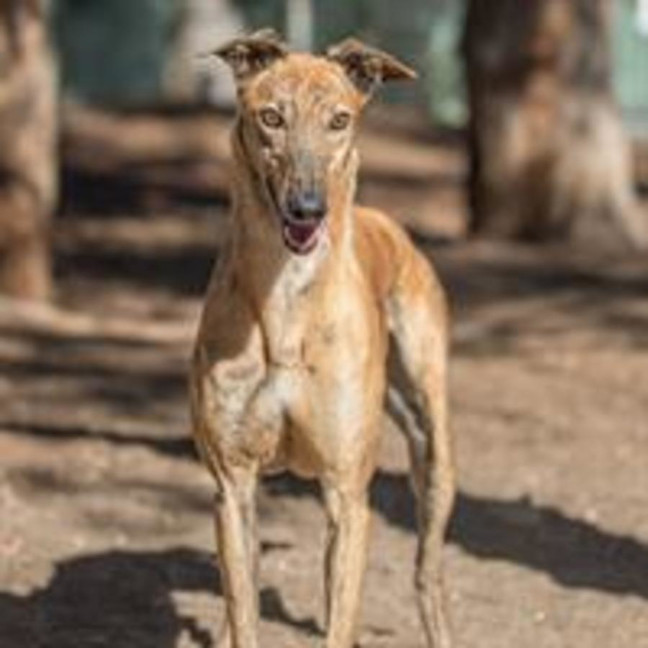 Photo of Scooby G