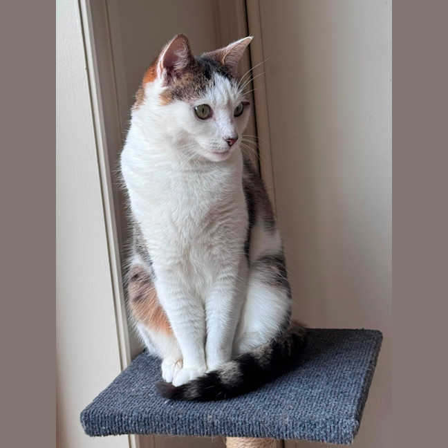 Photo of Clover