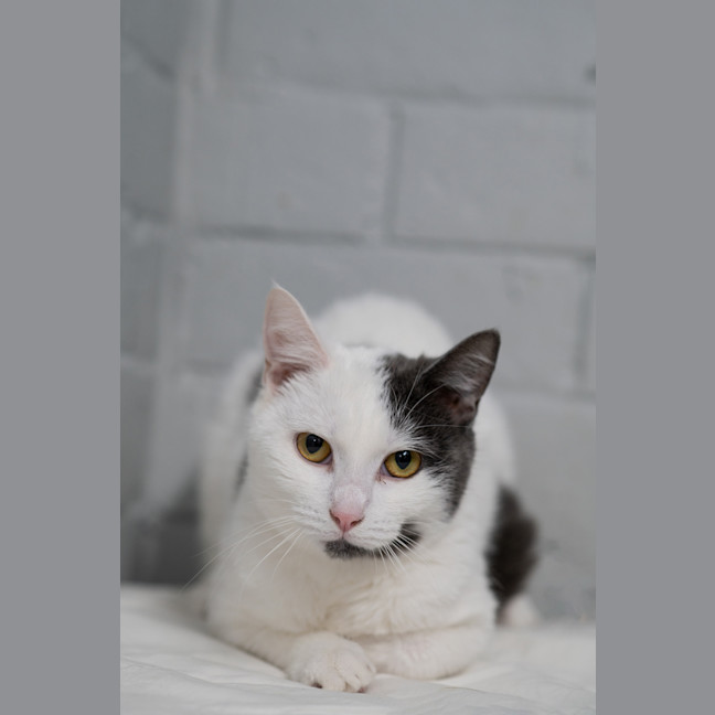 Photo of Possum