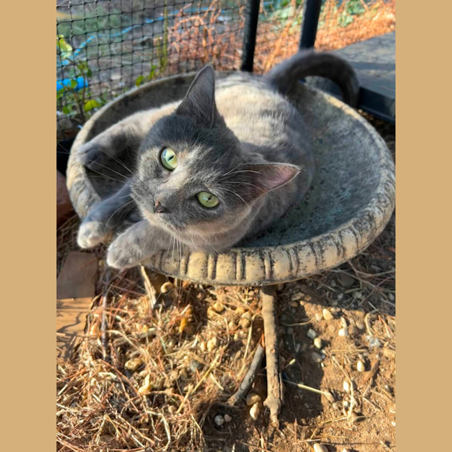 Photo of Miss Lemon Violet 