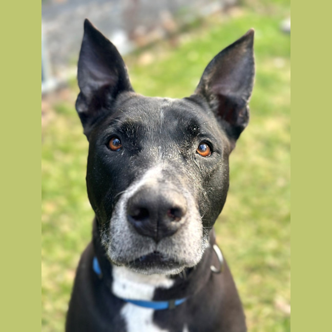 Photo of Winston