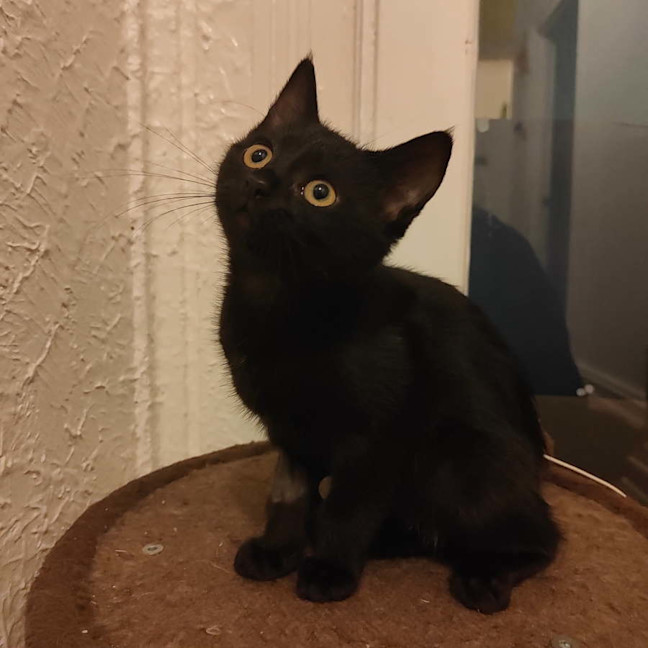 Photo of Night Fury Jr 