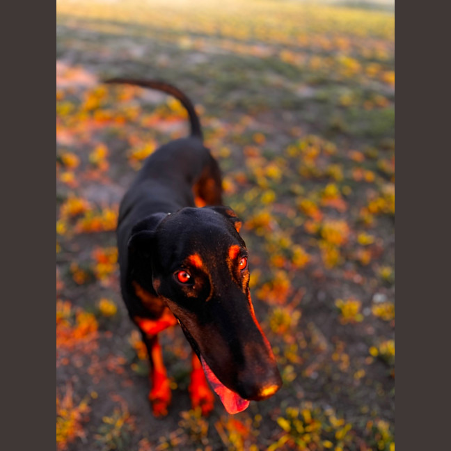 Photo of Ms Z. Von Dobermann