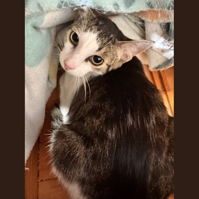 Photo of Porter