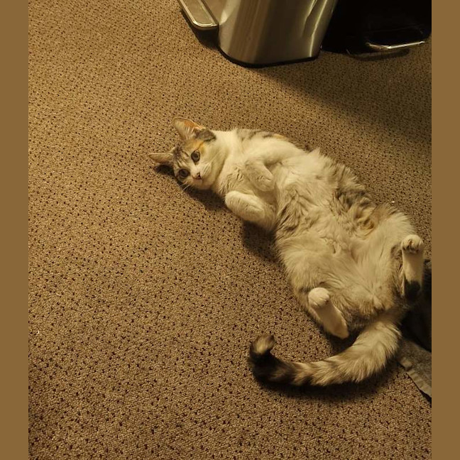 Photo of Rosie