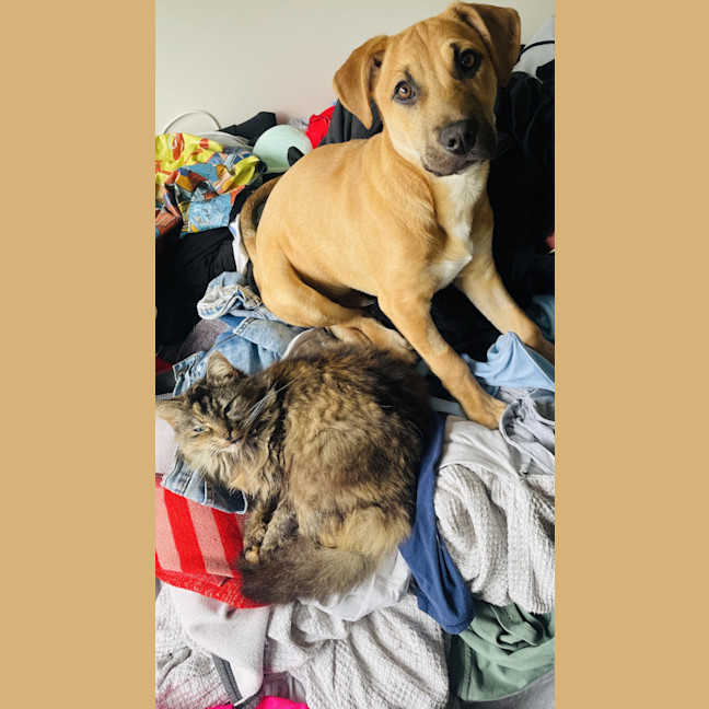 Photo of Grumble