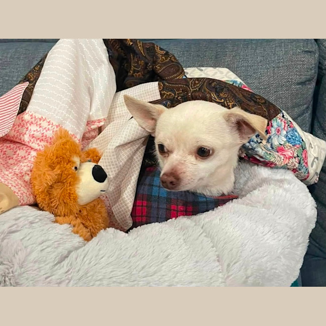 Photo of Odie