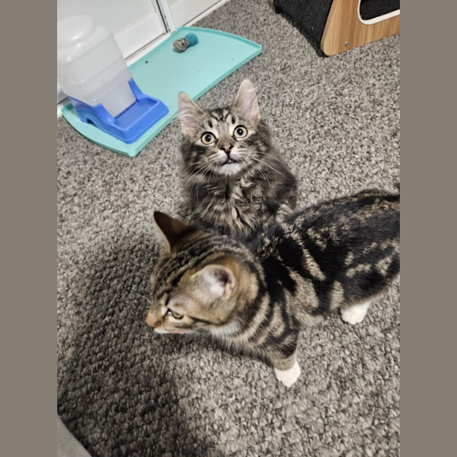 Photo of Lumi & Nova