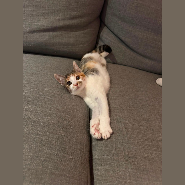 Photo of Ziggy