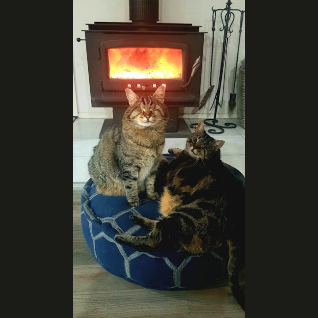 Photo of Seeker & Luna