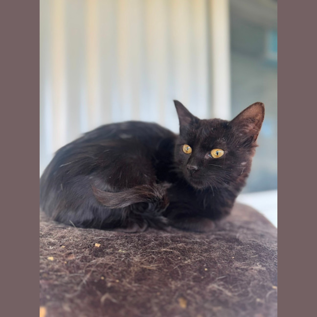 Photo of Little Loaf