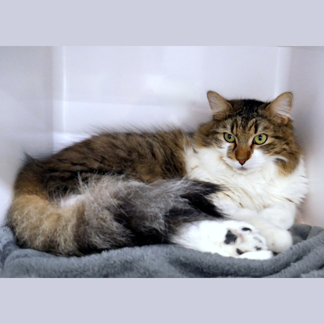 Photo of Smokey Sua013899