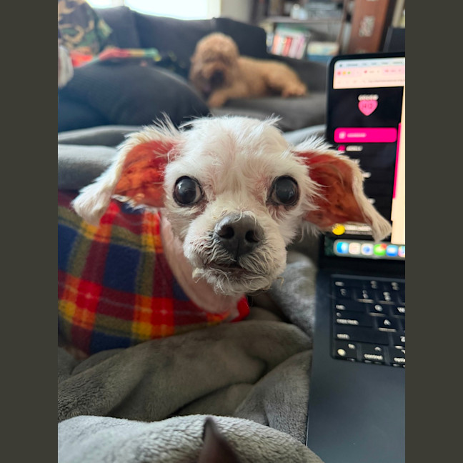 Photo of Archie