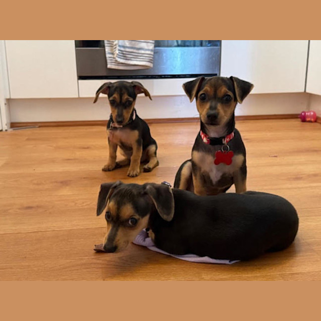 Photo of Nala, Brandy And Cookie