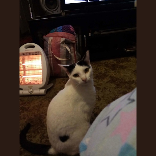 Photo of Lucky