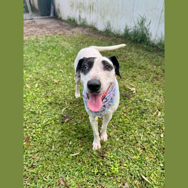 Photo of Bella *$150 Adoption Fee*