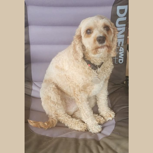 Photo of Ollie