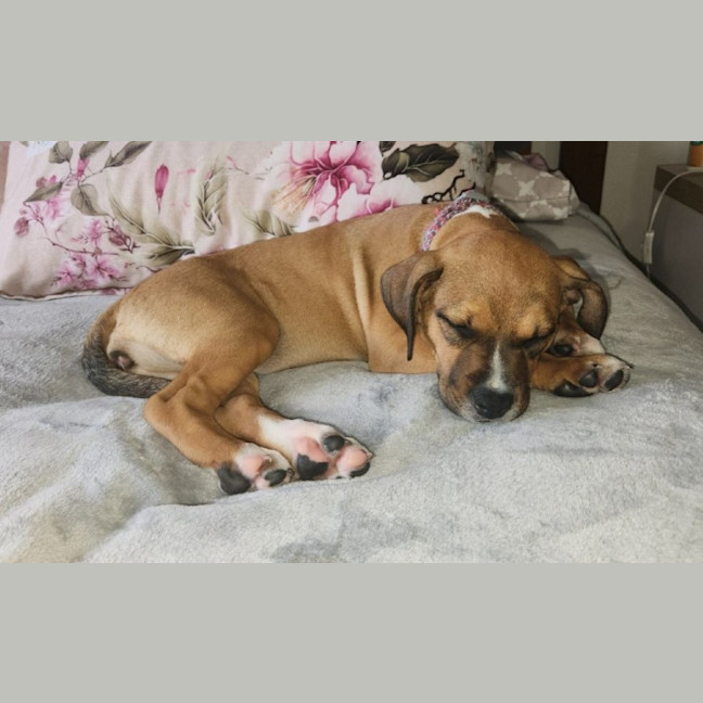 Photo of Lilly   3 Month Old Kelpie X Staffy