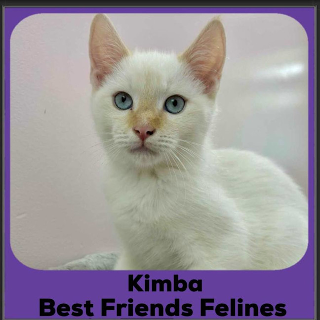 Photo of Kimba 