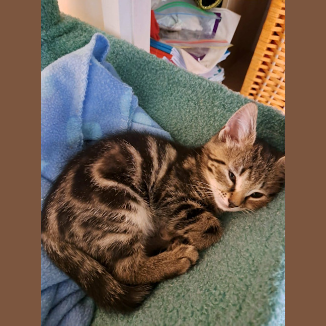 Photo of Toby Kitten