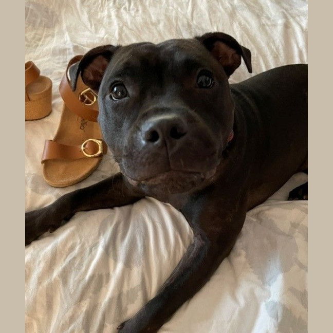 Photo of Brandy