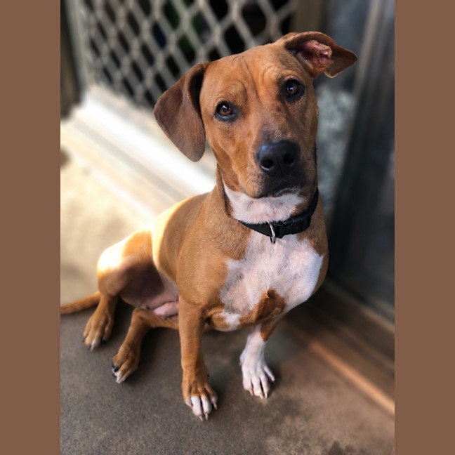 Photo of Cookie