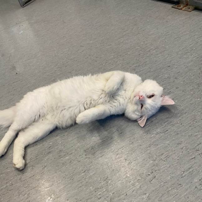 Photo of Marshmallow