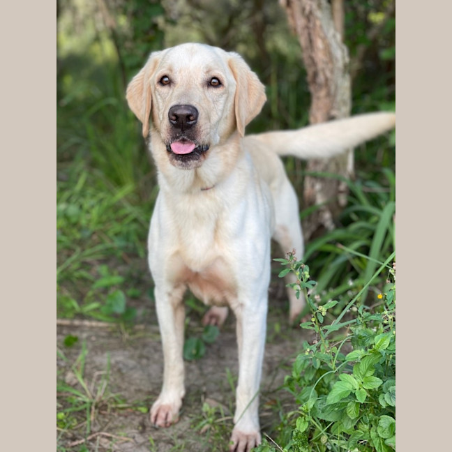 Photo of Rambo