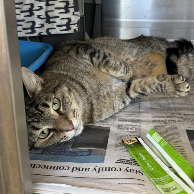 Photo of Butterball Brown