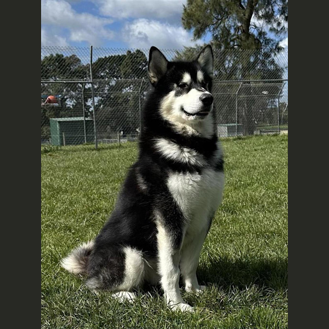 Photo of Loki