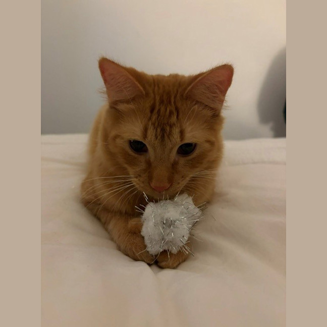 Photo of Chilli