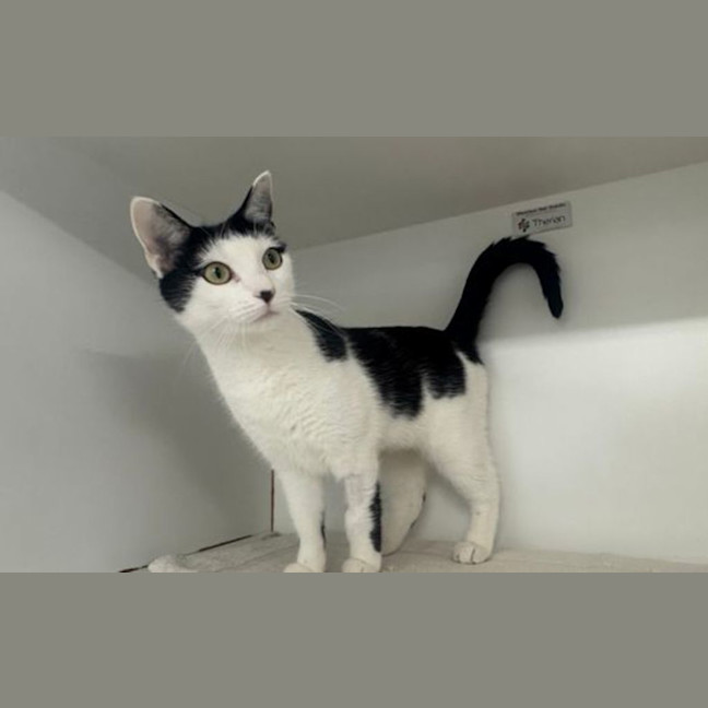 Photo of Cleo