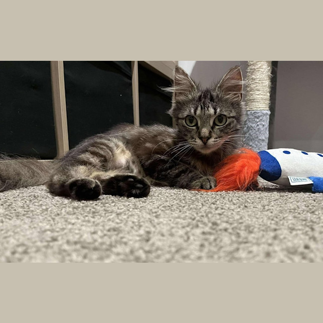 Photo of Pumpkin