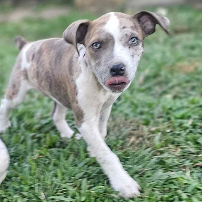 Photo of Shadeau
