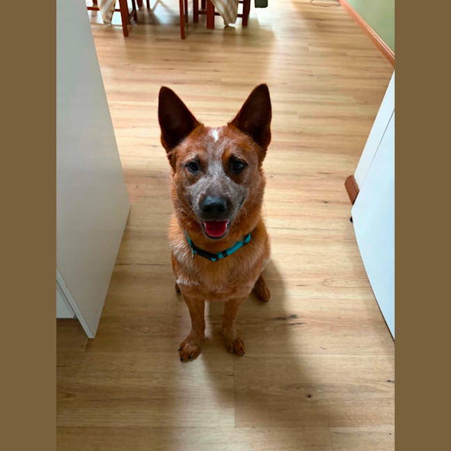 Photo of Bandit   10 Month Old Cattle Dog