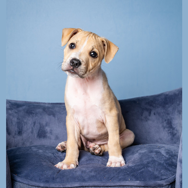 Photo of Simba
